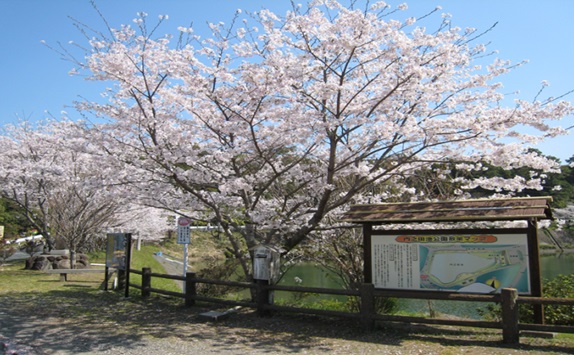 内田池桜満開時期