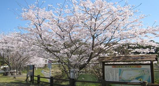 内田池桜満開時期